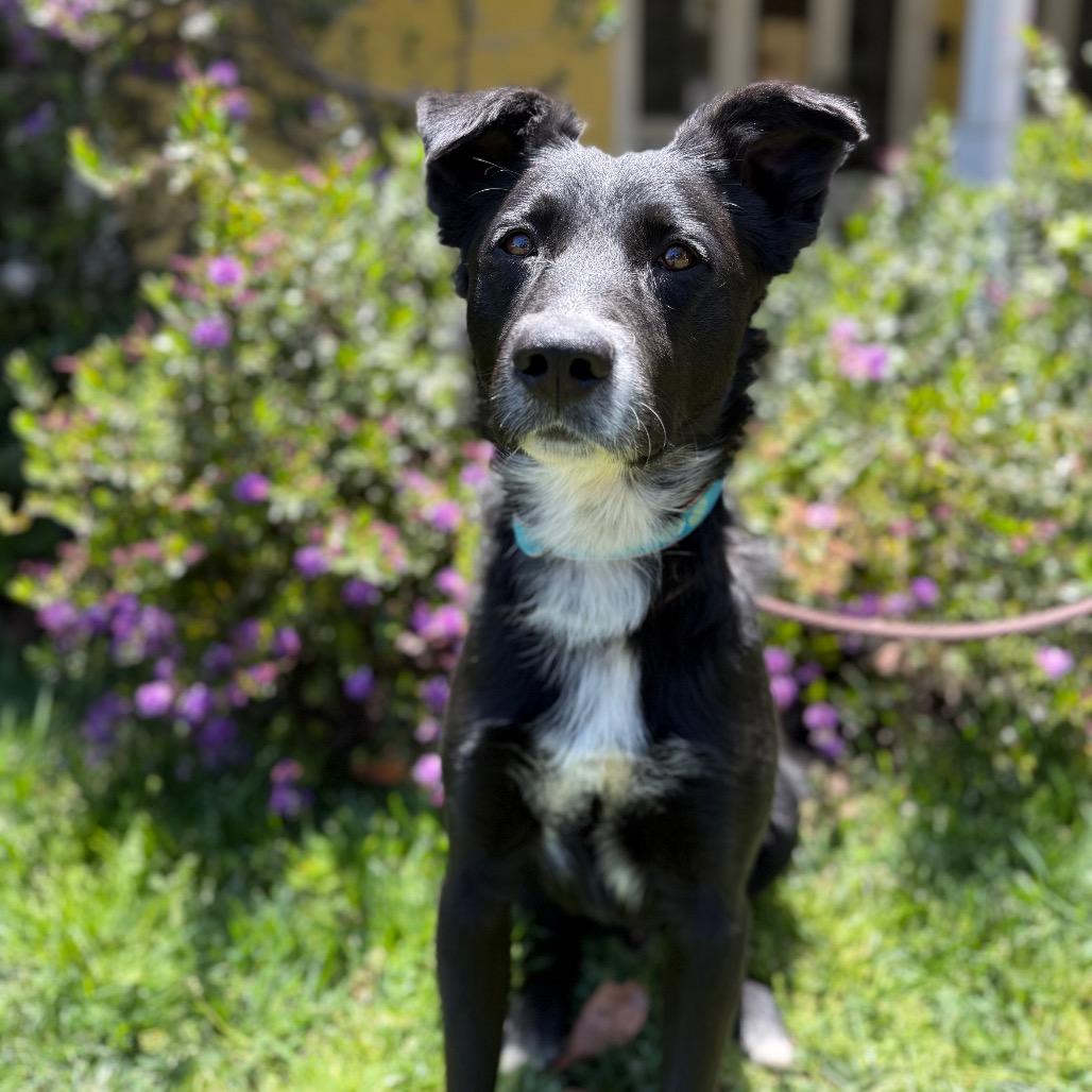 Enlarge Sully, a Adoptable mixed breed in Santa Barbara, CA image 2/6