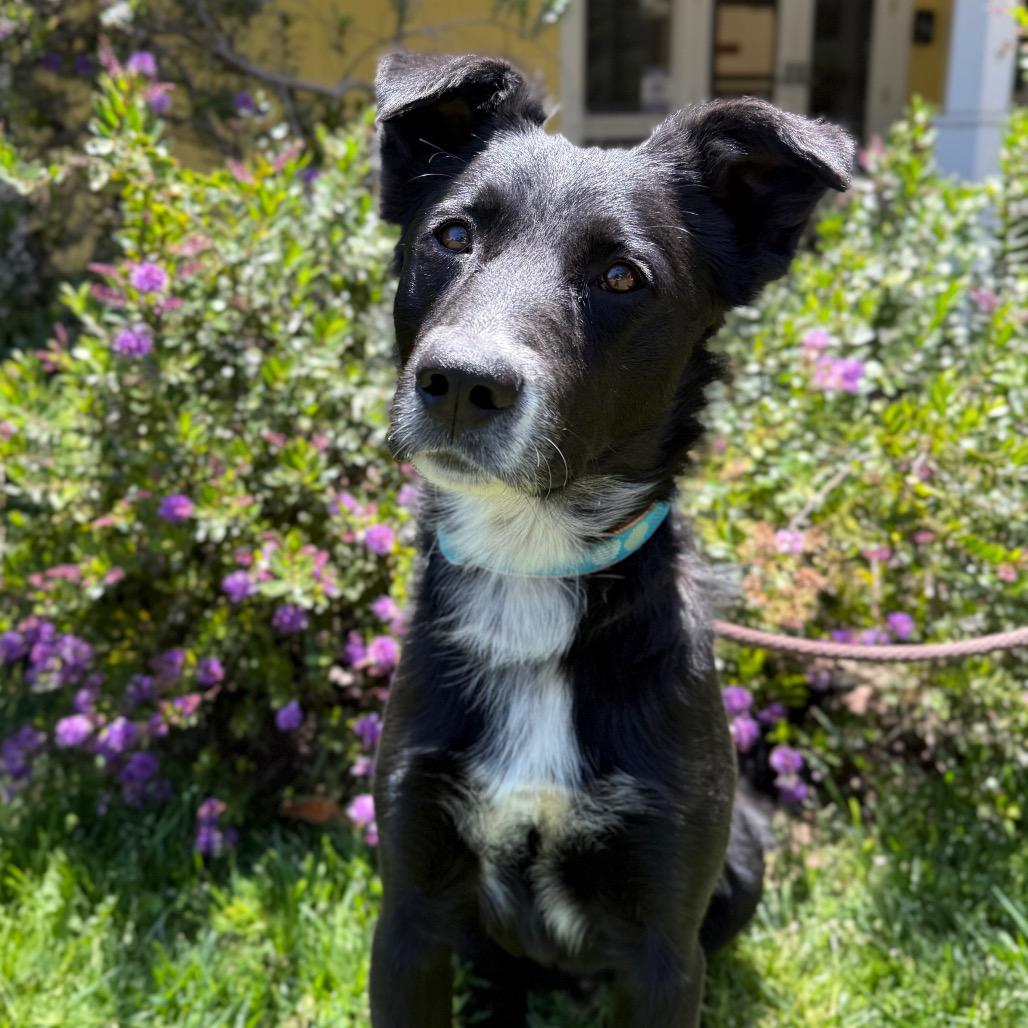 Enlarge Sully, a Adoptable mixed breed in Santa Barbara, CA image 3/6