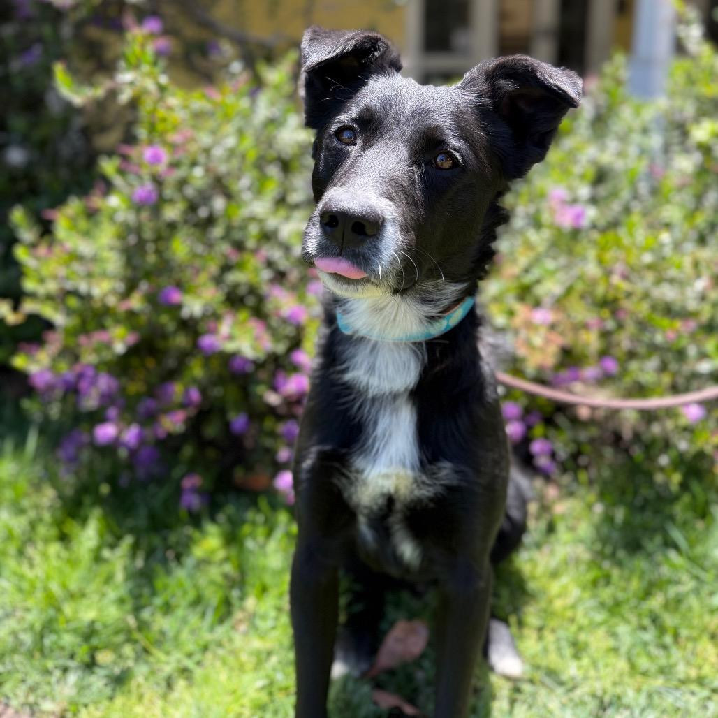 Enlarge Sully, a Adoptable mixed breed in Santa Barbara, CA image 4/6