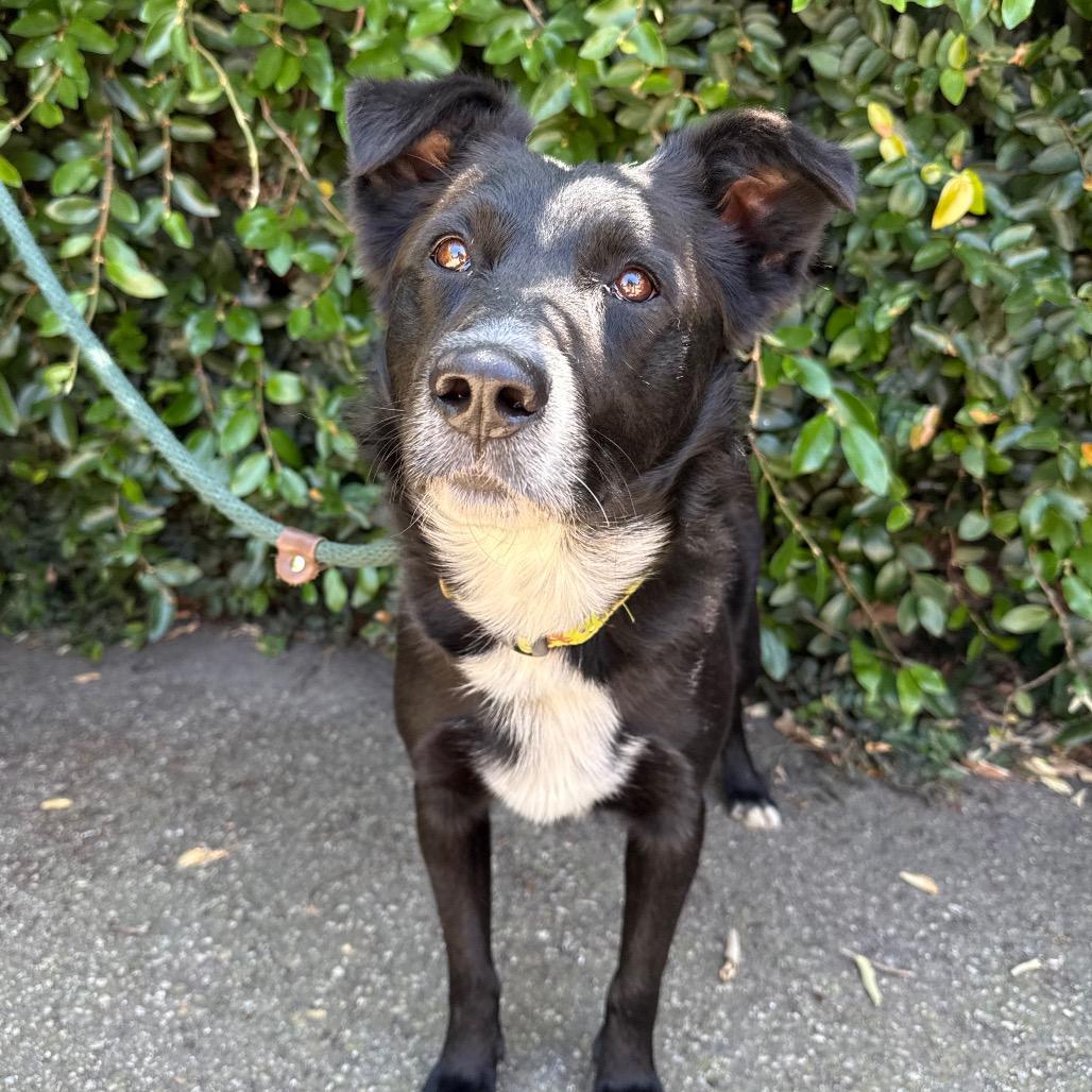 Enlarge Sully, a Adoptable mixed breed in Santa Barbara, CA image 5/6