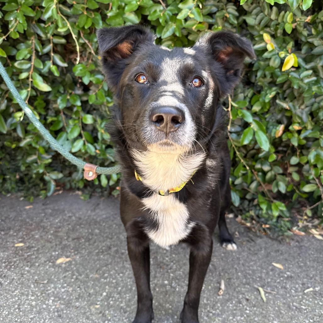Enlarge Sully, a Adoptable mixed breed in Santa Barbara, CA image 6/6