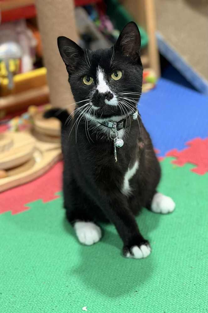 ONYX, Adoptable, Kitten Male Domestic Short Hair.