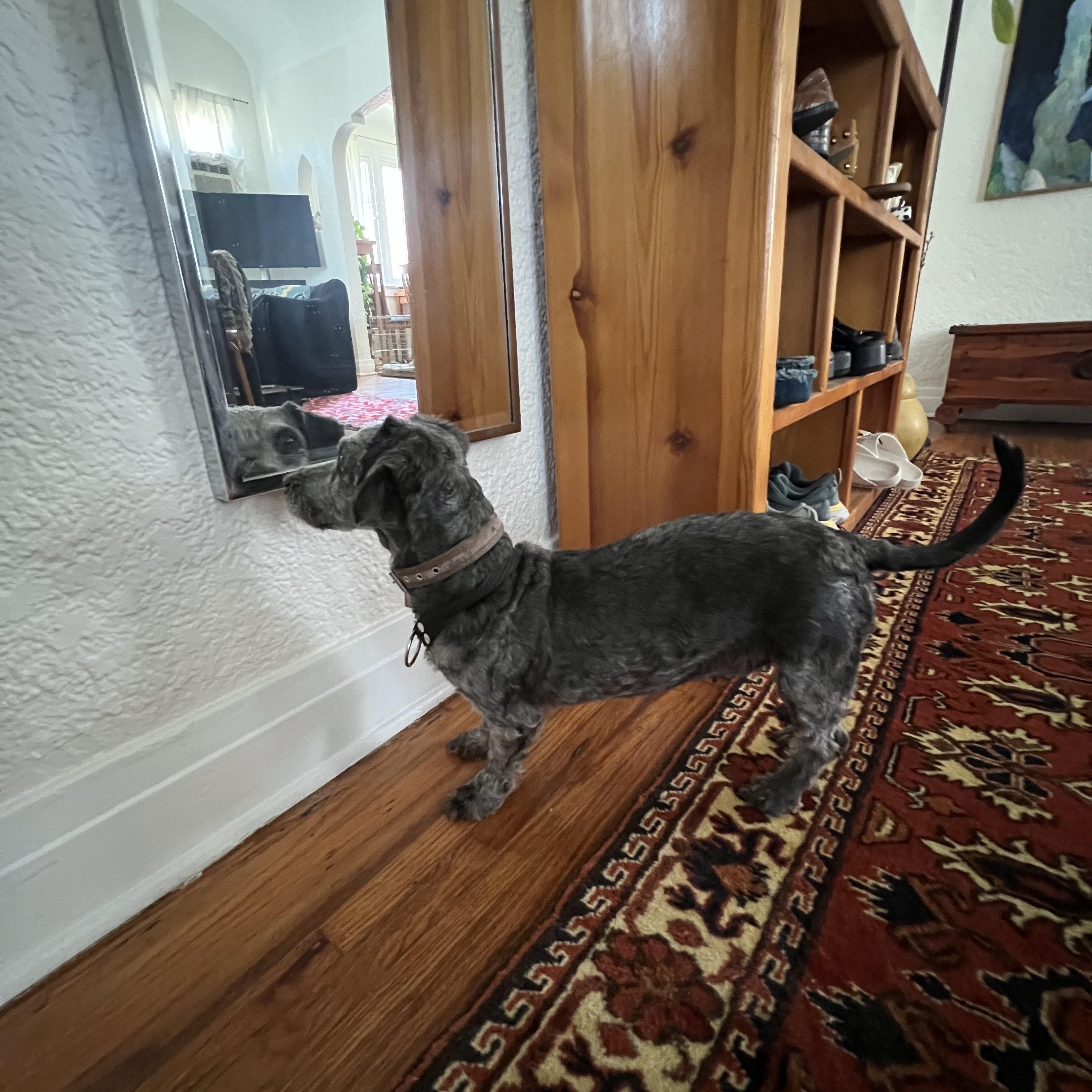 Enlarge Shiori, a Adoptable mixed breed in Los Angeles, CA image 1/6