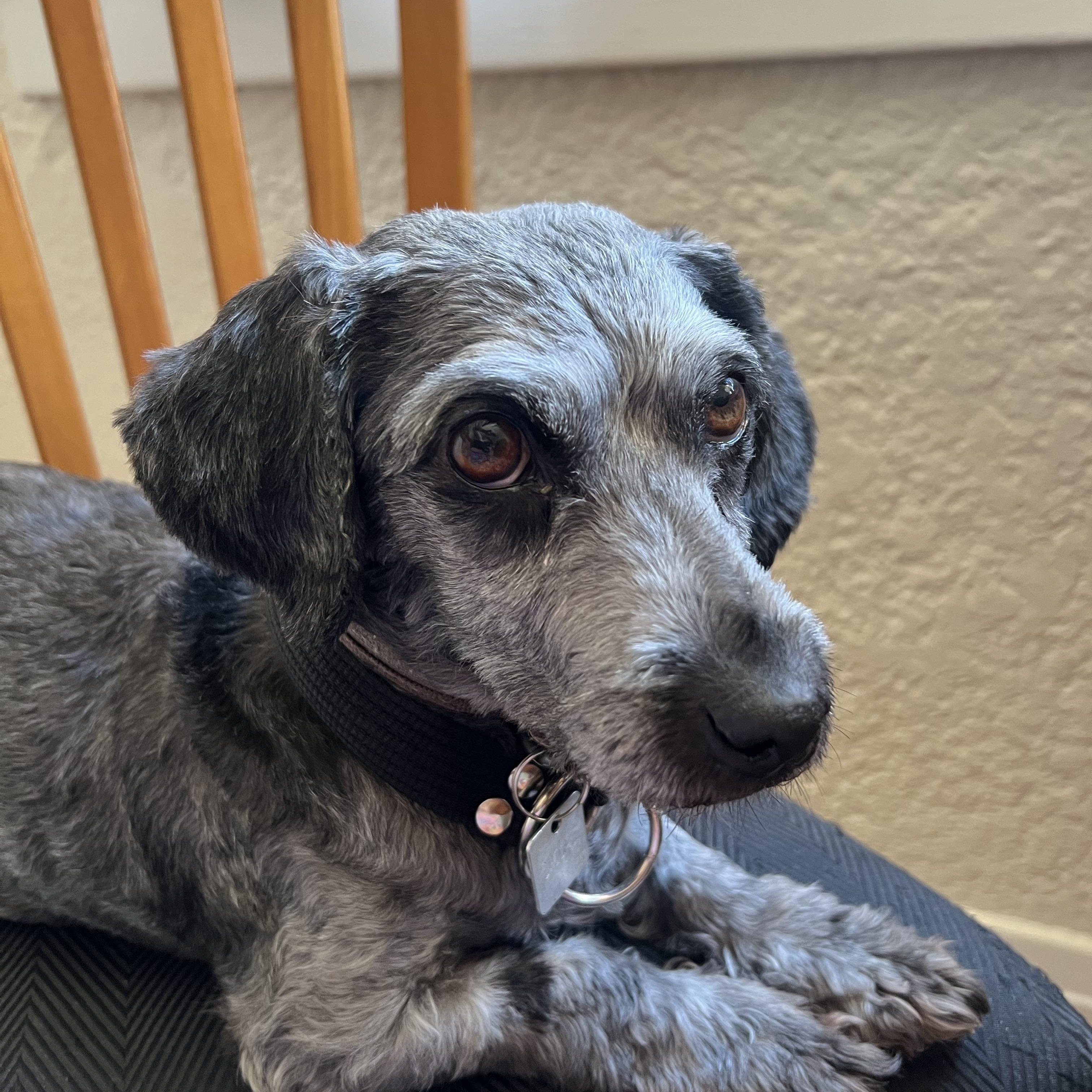 Enlarge Shiori, a Adoptable mixed breed in Los Angeles, CA image 3/6