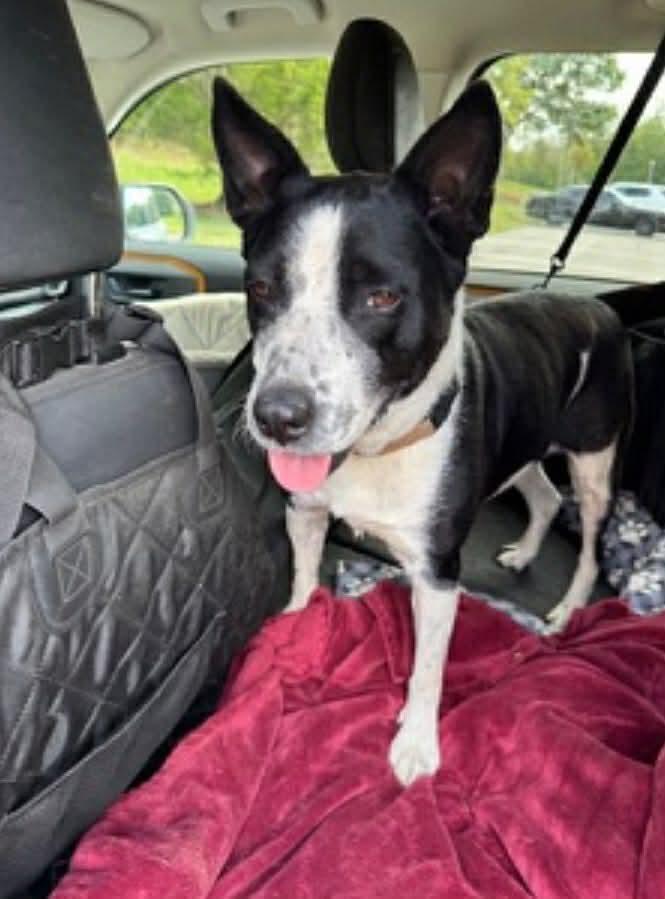 Baby Gurl - Seeking Foster or Adopter, a Adoptable mixed breed in Moyock, NC image 5/6