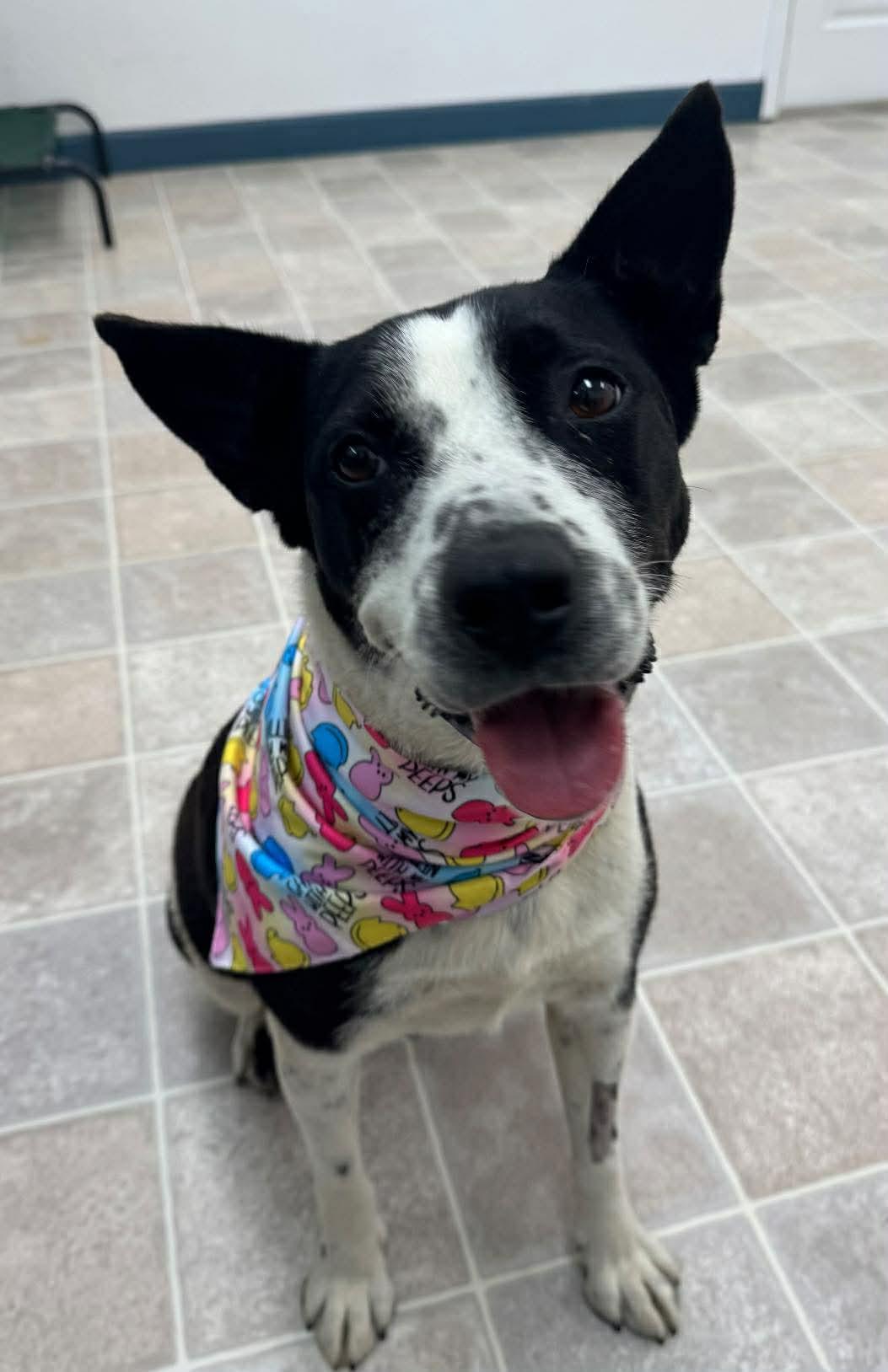 Baby Gurl - Seeking Foster or Adopter, a Adoptable mixed breed in Moyock, NC image 4/6