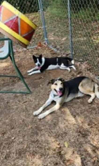 Baby Gurl - Seeking Foster or Adopter, a Adoptable mixed breed in Moyock, NC image 6/6