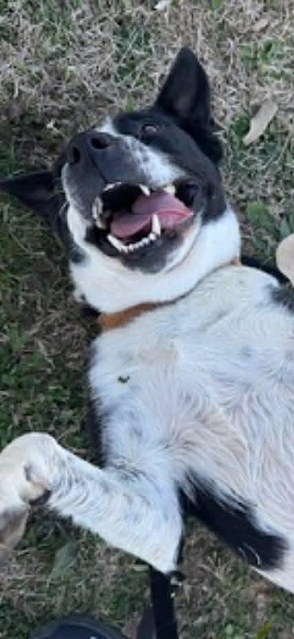 Baby Gurl - Seeking Foster or Adopter, a Adoptable mixed breed in Moyock, NC image 3/6