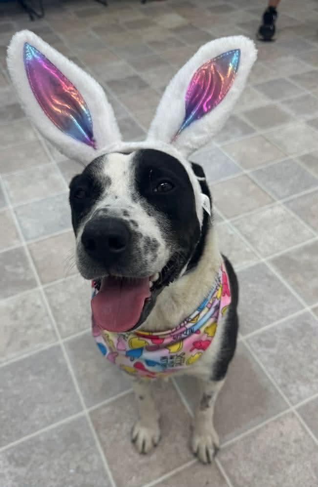 Baby Gurl - Seeking Foster or Adopter, a Adoptable mixed breed in Moyock, NC image 2/6
