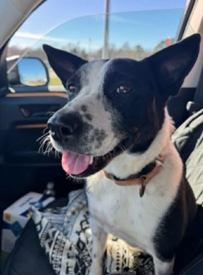 Baby Gurl - Seeking Foster or Adopter, Adoptable, Adult Female Australian Cattle Dog / Blue Heeler & Border Collie.