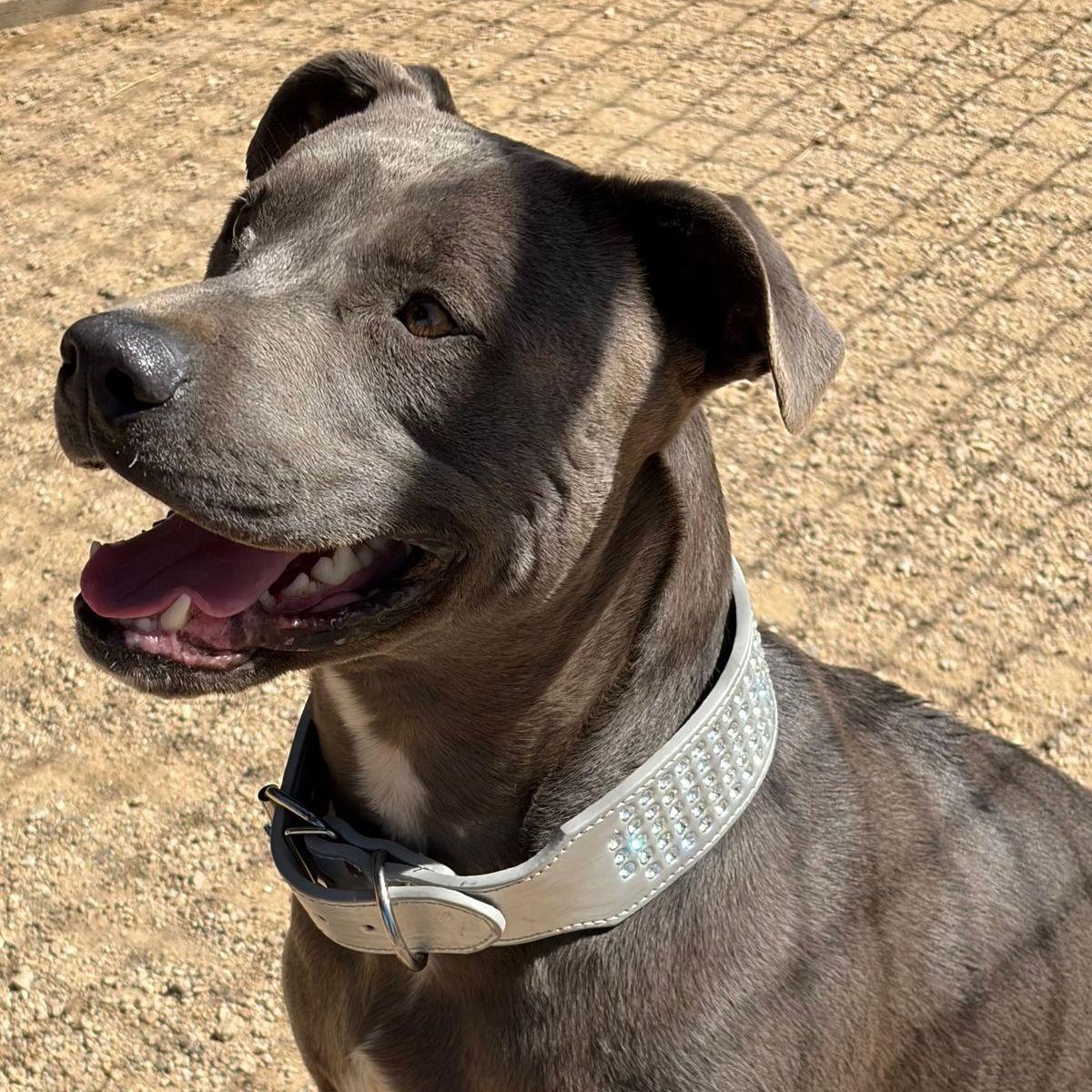 Enlarge Falcon/duke, a Adoptable American Bulldog in Kingman, AZ image 1/3