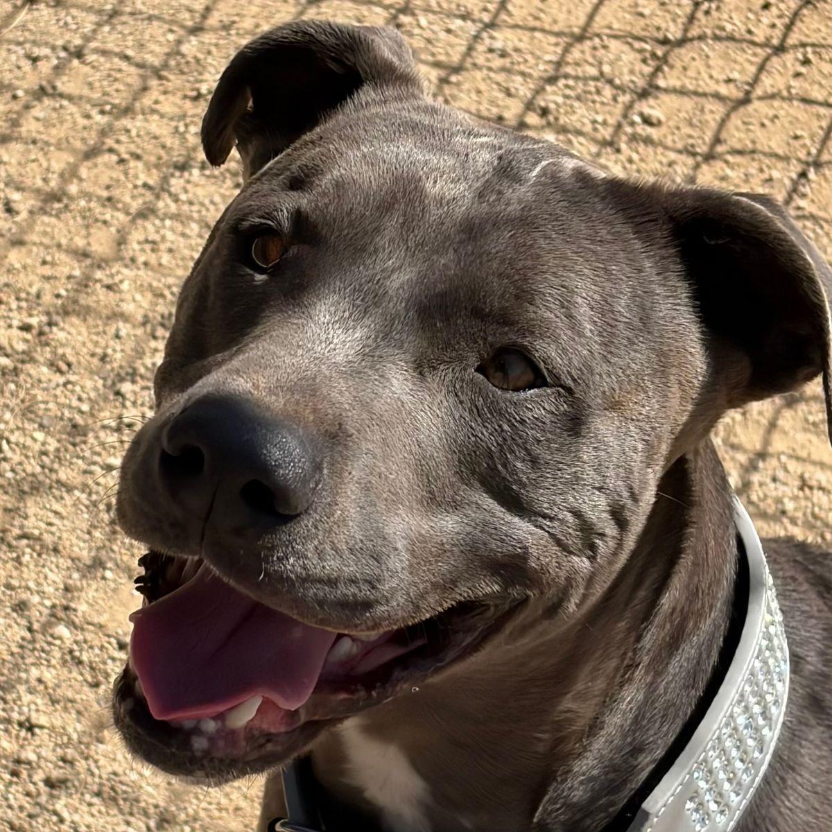 Enlarge Falcon/duke, a Adoptable American Bulldog in Kingman, AZ image 2/3