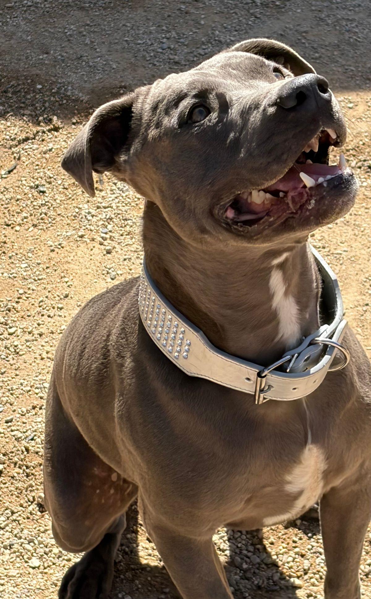 Enlarge Falcon/duke, a Adoptable American Bulldog in Kingman, AZ image 3/3