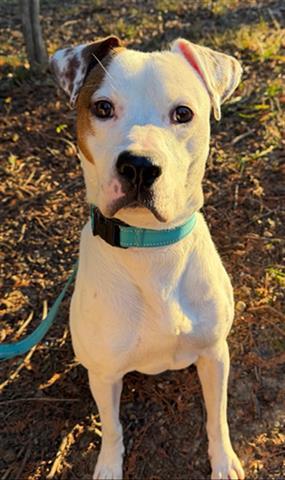 ROSCO, Adoptable, Young Male Pit Bull Terrier.