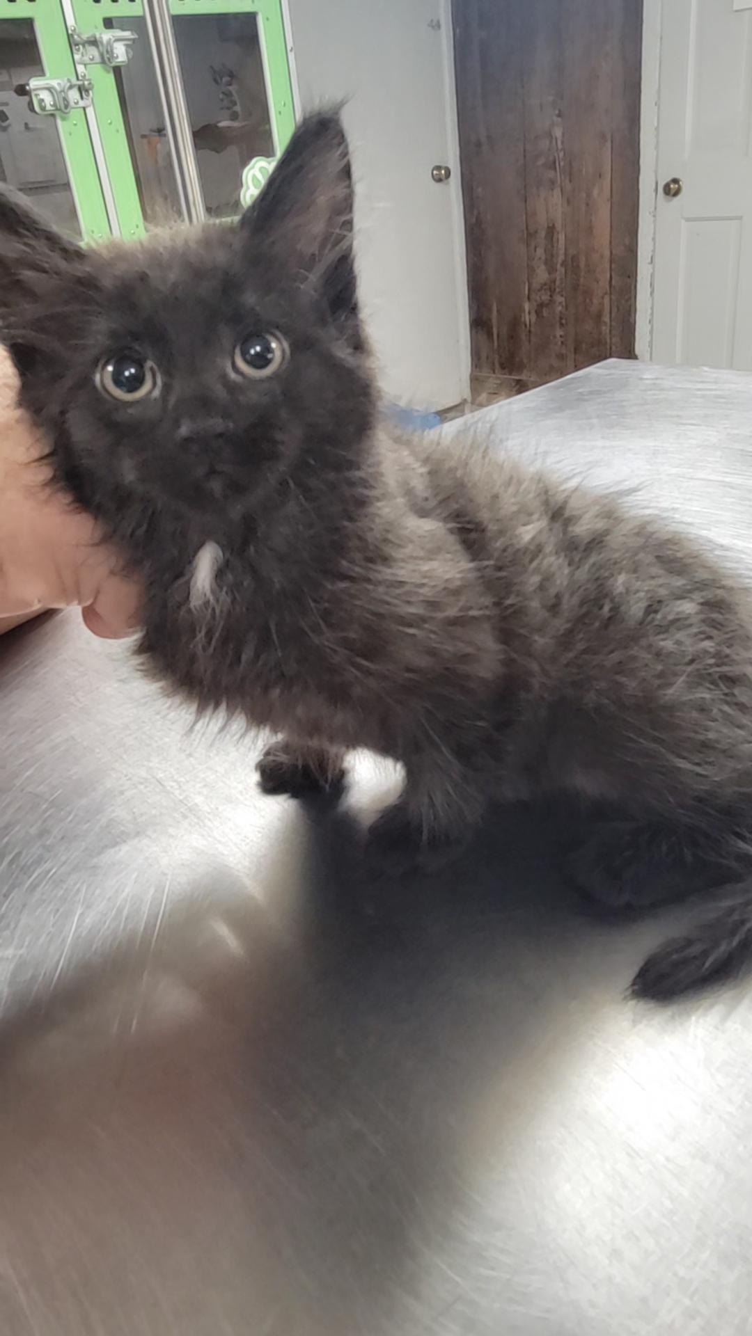 Enlarge Nick, a Adoptable Domestic Medium Hair in Salem, OH image 1/1