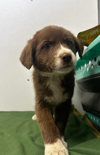 Peewee Pants, Adoptable, Adult Female Cattle Dog & Mixed Breed.