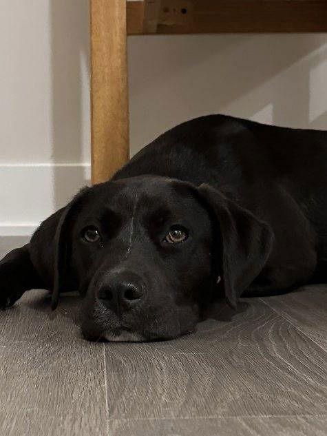 Ellis, Adopted, Young Male Labrador Retriever & American Bulldog.