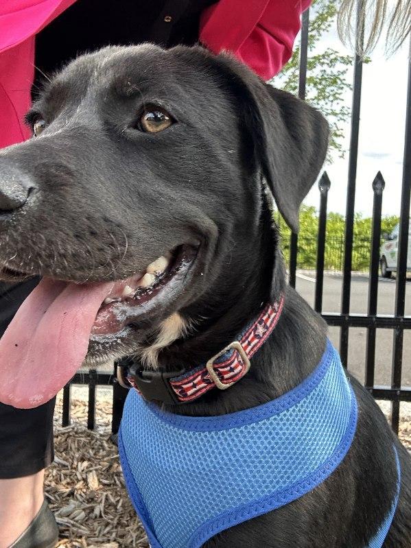 Enlarge Ellis, a Adopted mixed breed in Tarrytown, GA image 2/3