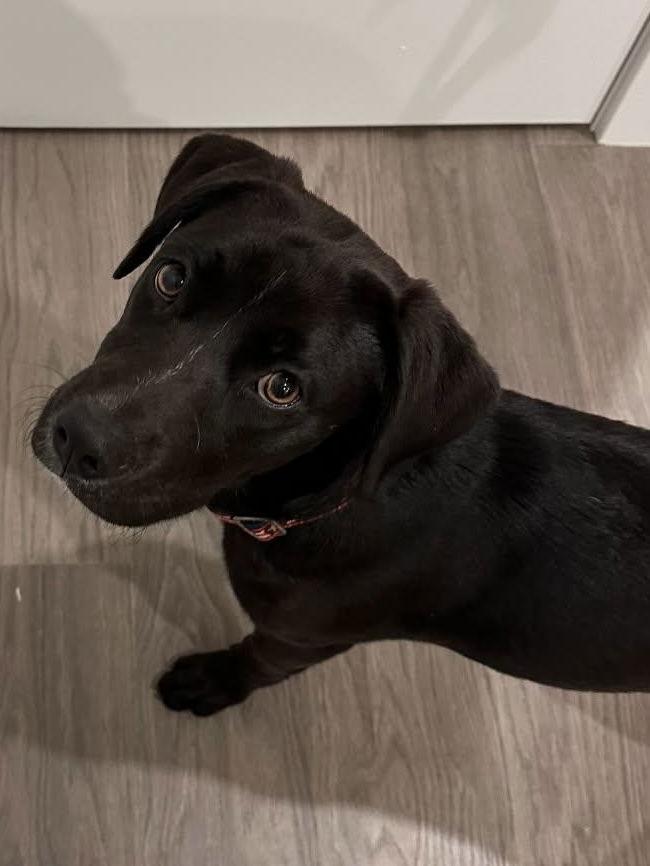 Enlarge Ellis, a Adopted mixed breed in Tarrytown, GA image 3/3