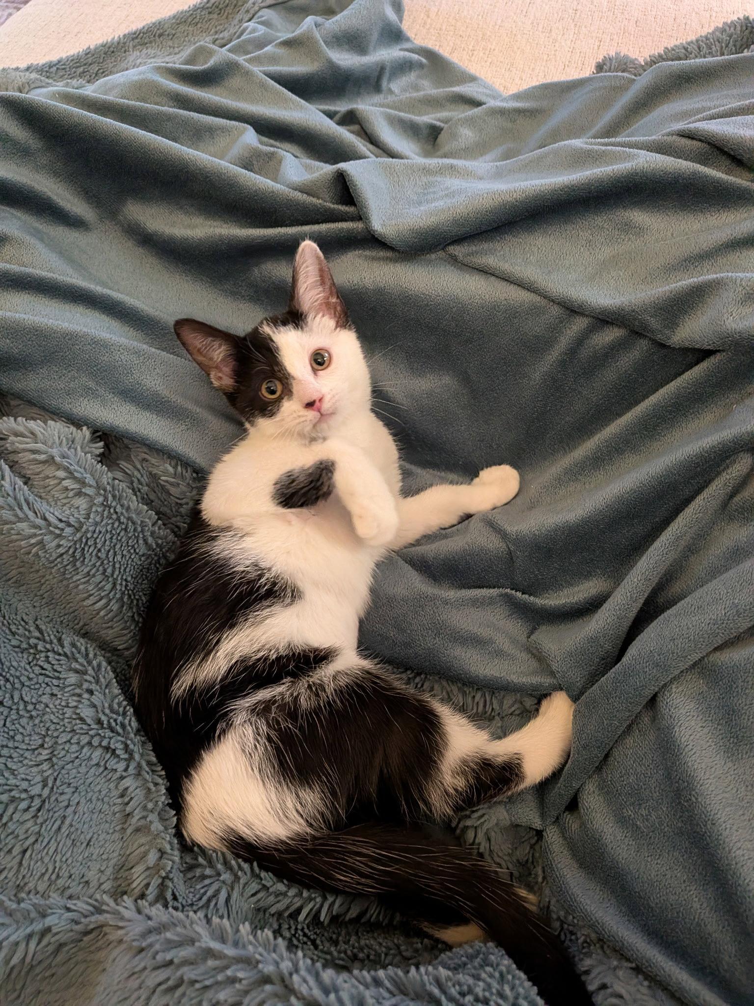 Delilah, Adoptable, Kitten Female Domestic Short Hair.