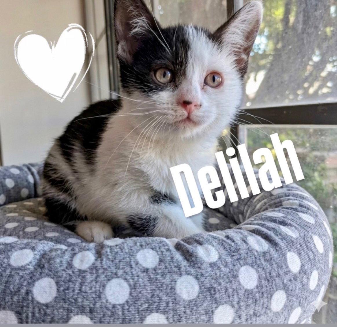 Enlarge Delilah, a Adoptable Domestic Short Hair in Chandler, AZ image 2/3