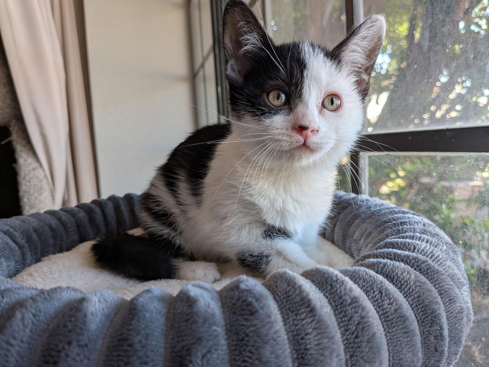 Enlarge Delilah, a Adoptable Domestic Short Hair in Chandler, AZ image 3/3