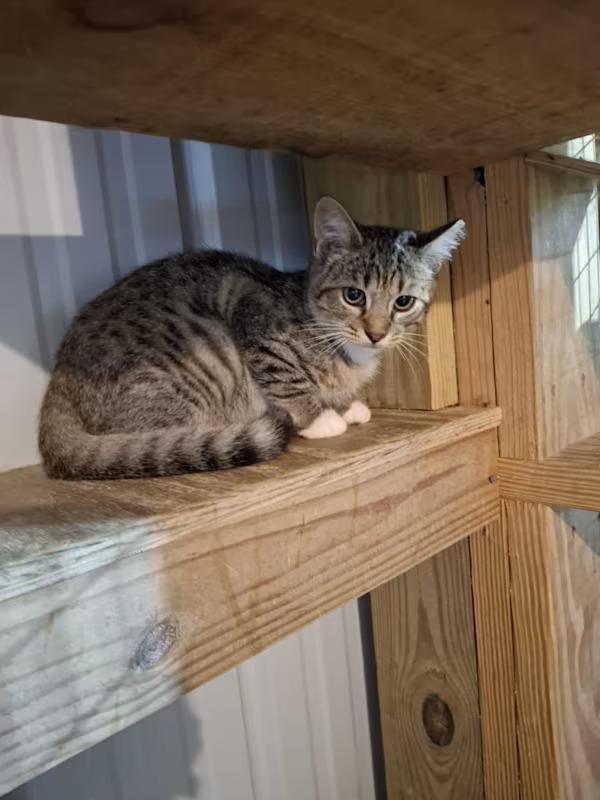 Curry, Adoptable, Kitten Male Domestic Short Hair.