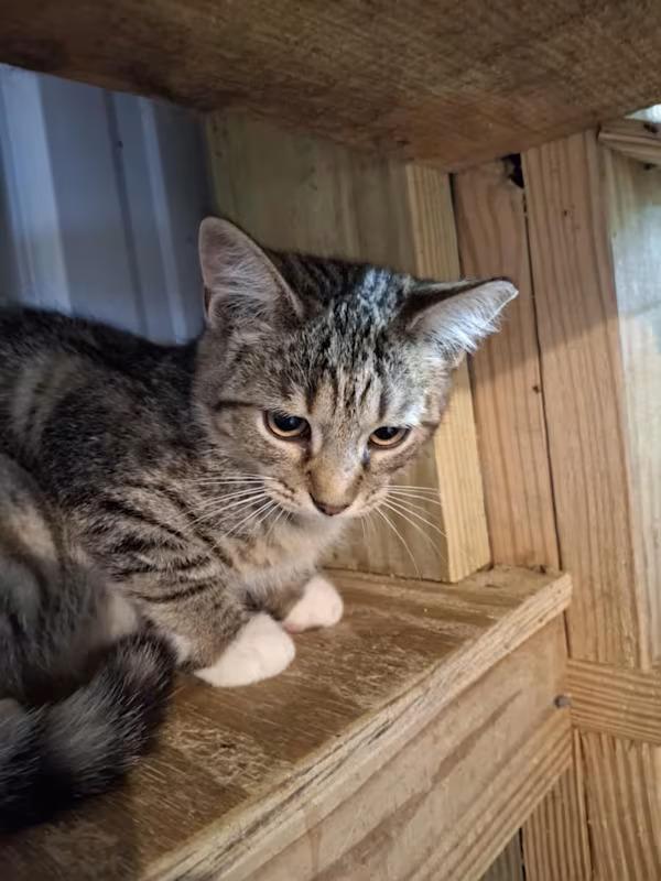 Enlarge Curry, a Adoptable Domestic Short Hair in Monterey, VA image 2/3