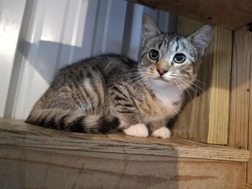 Enlarge Curry, a Adoptable Domestic Short Hair in Monterey, VA image 3/3