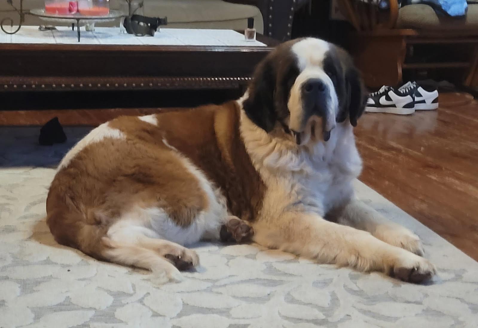 Enlarge Winslett, a ADOPTABLE Saint Bernard in Catlettsburg, KY image 1/1