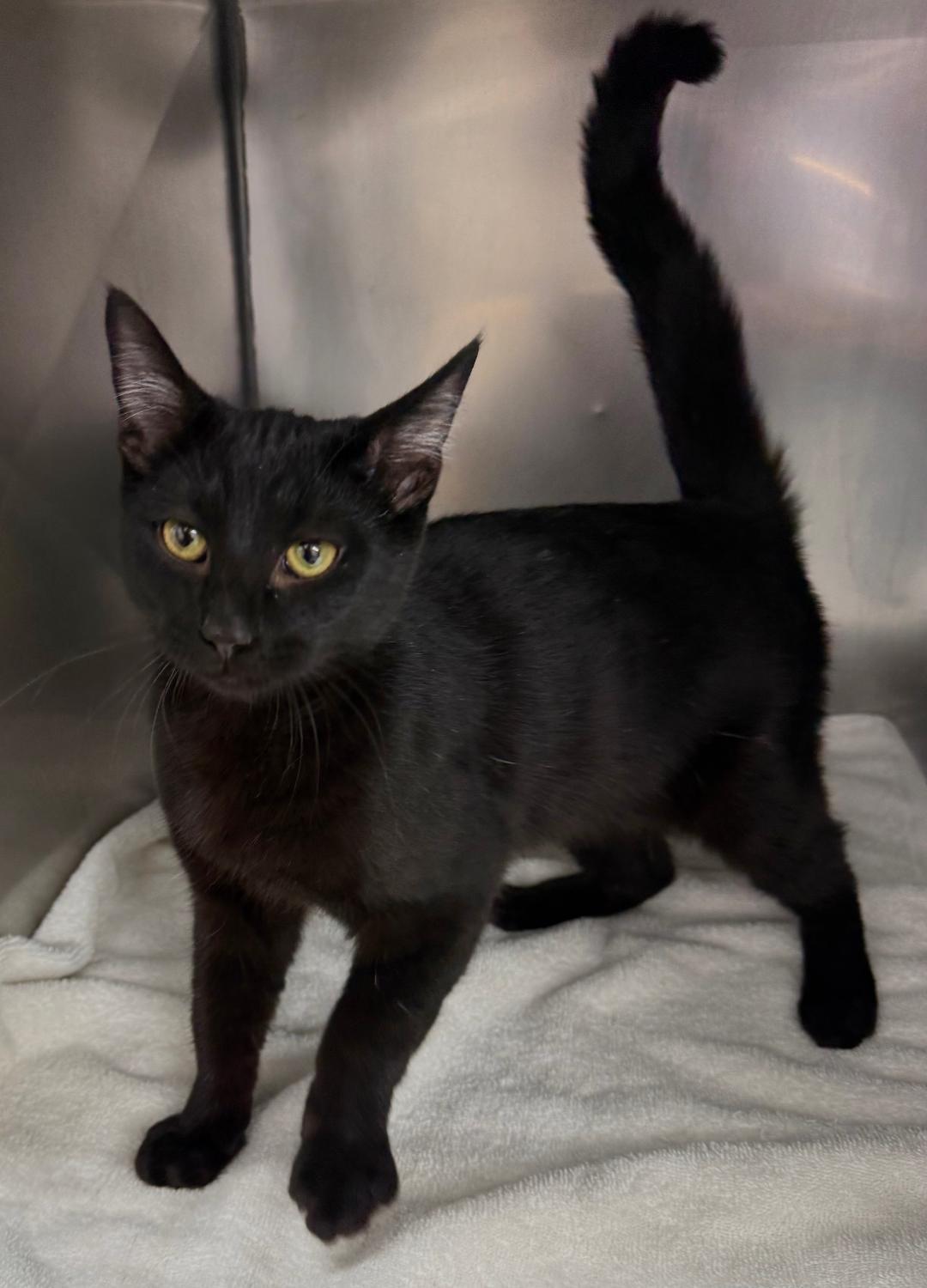 Enlarge Valentino , a ADOPTABLE Domestic Short Hair in Mount Vernon, OH image 1/1