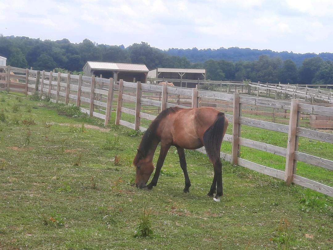 Hallelujah, Adoptable, Young Male Grade.