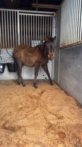 Enlarge Hallelujah, a Adoptable Grade in Leitchfield , KY image 2/6