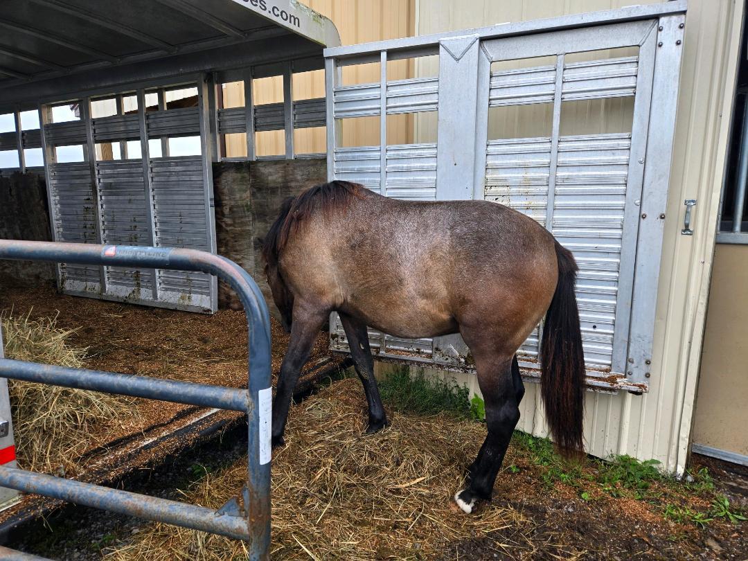 Enlarge Hallelujah, a Adoptable Grade in Leitchfield , KY image 3/6