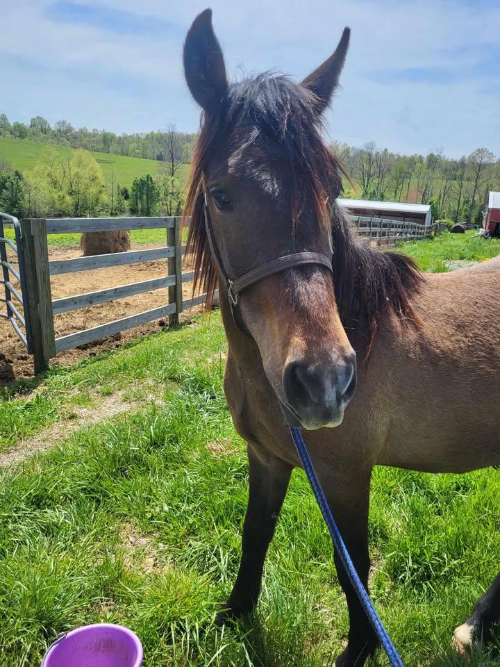Enlarge Hallelujah, a Adoptable Grade in Leitchfield , KY image 4/6