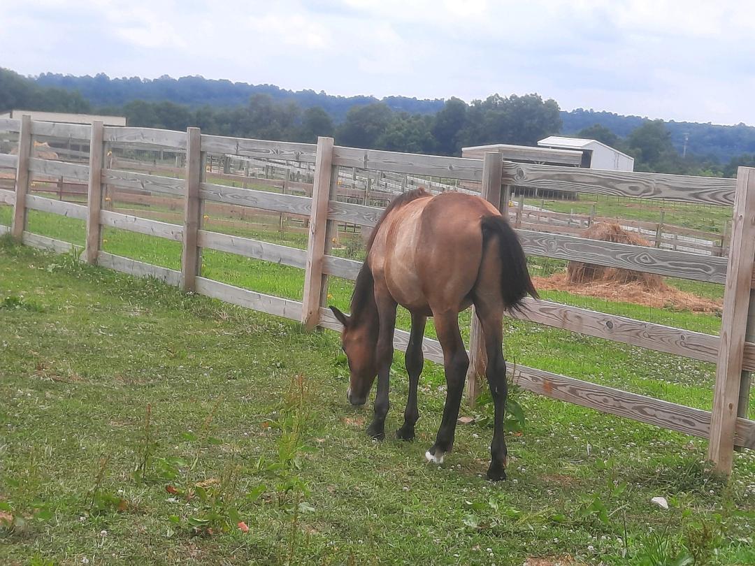 Enlarge Hallelujah, a Adoptable Grade in Leitchfield , KY image 6/6