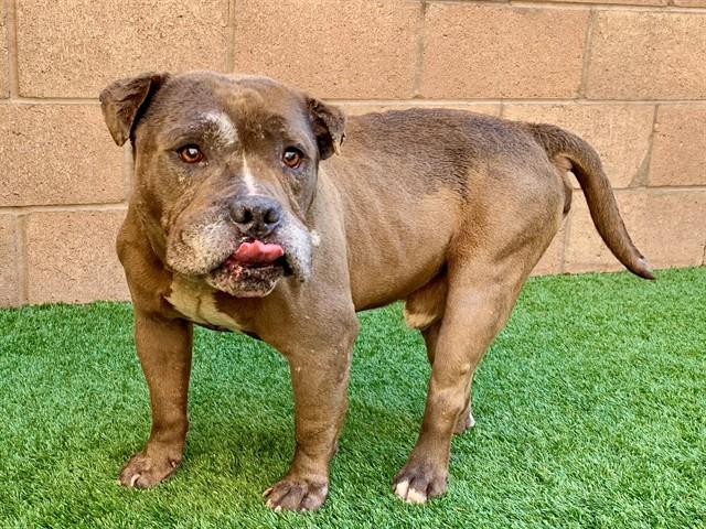 COFFEE, Adoptable, Senior Male Pit Bull Terrier.