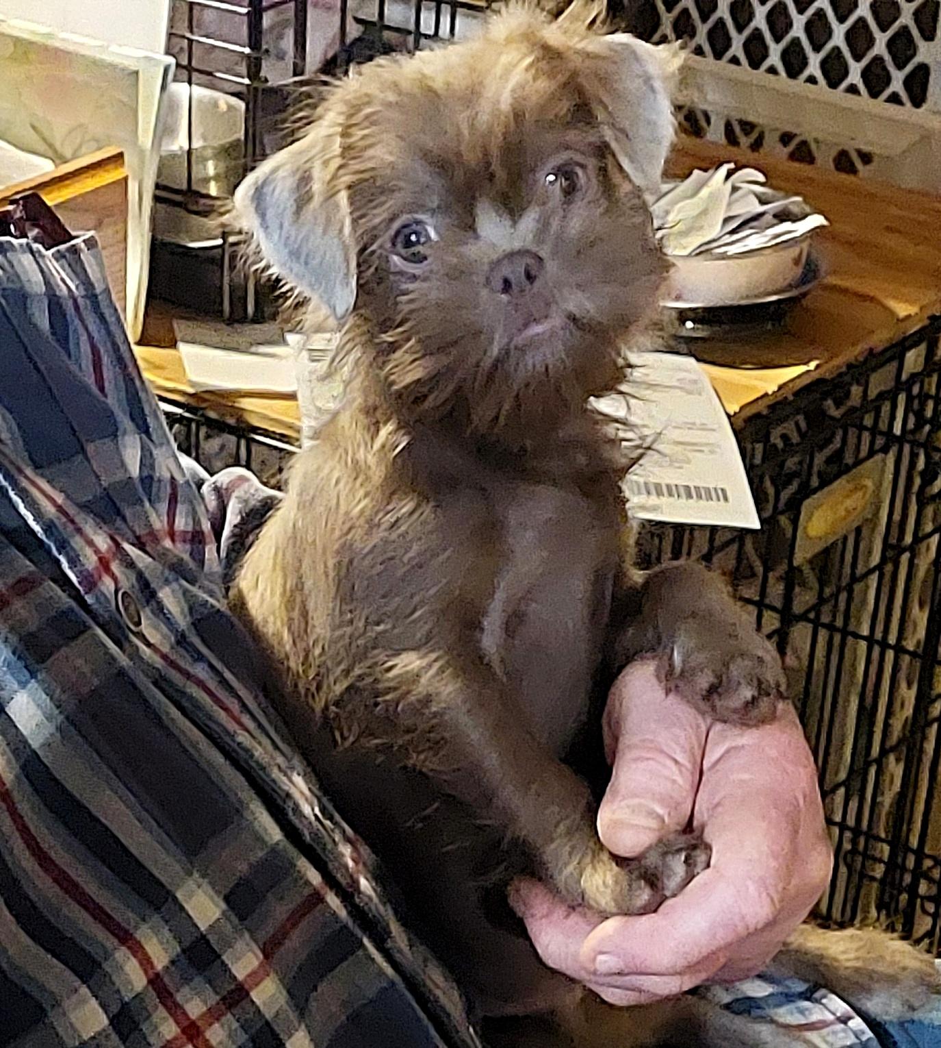 Sprite, a ADOPTABLE Shih Tzu in Conesus, NY image 2/3