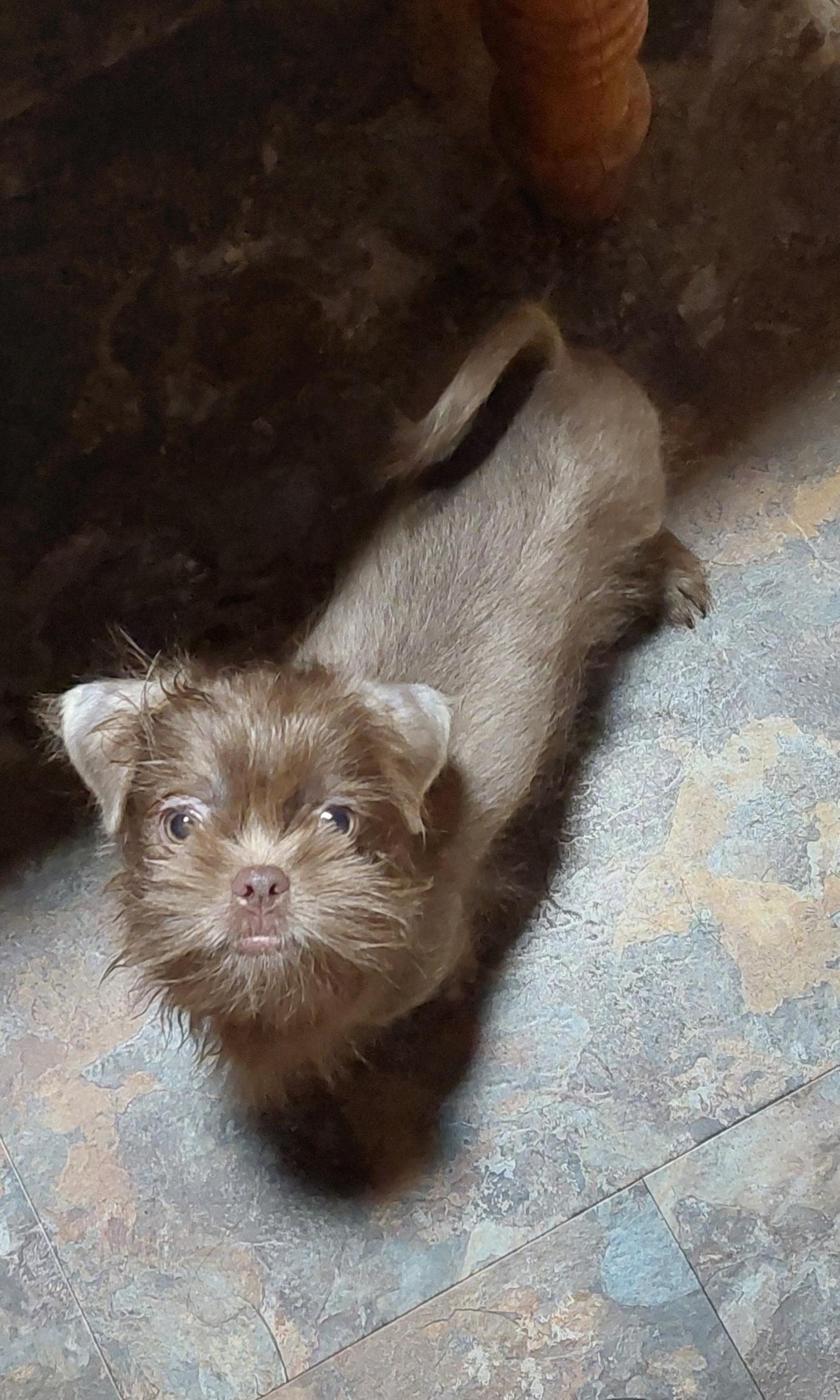 Sprite, an adopted Brussels Griffon in Conesus, NY image 4/4