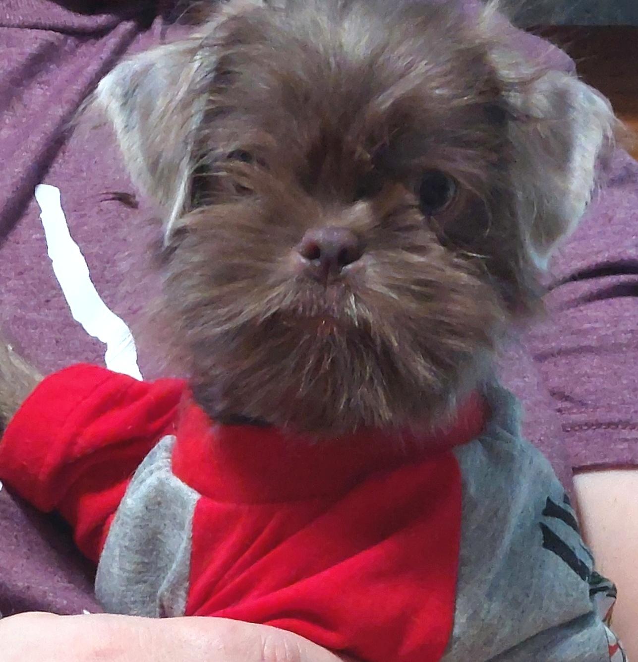 Sprite, a ADOPTABLE Shih Tzu in Conesus, NY image 3/3