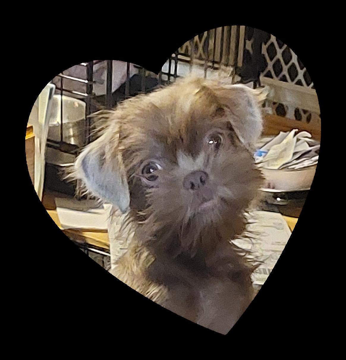 Sprite, a ADOPTABLE Shih Tzu in Conesus, NY image 1/3