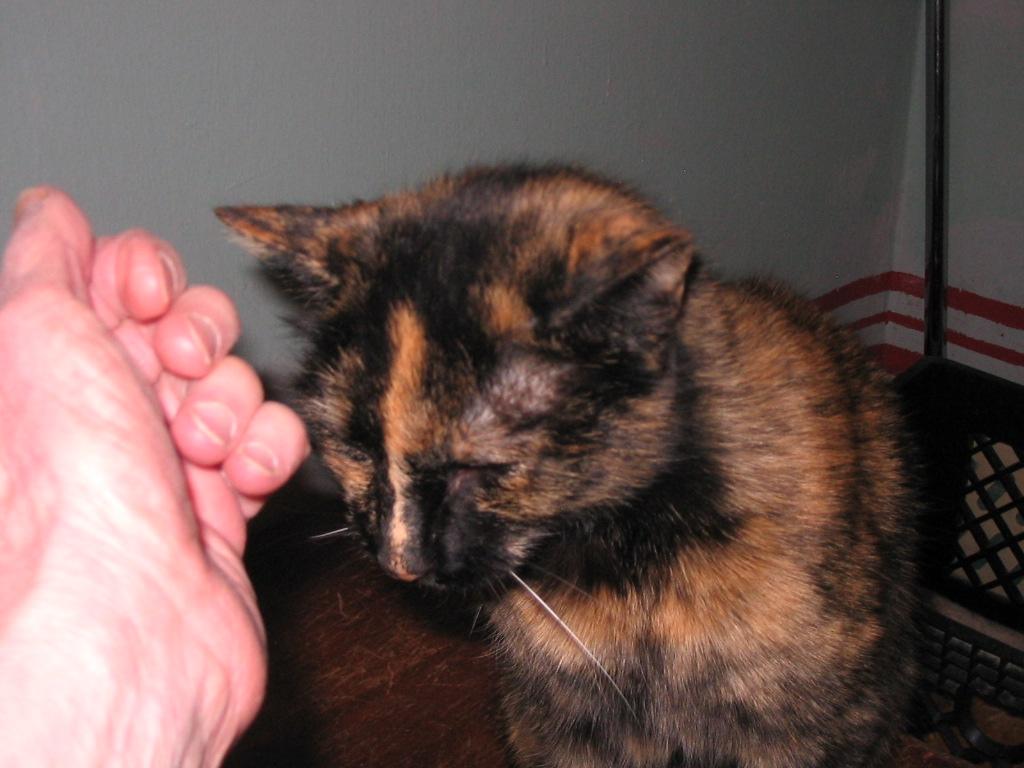 Enlarge Owl, a ADOPTABLE Domestic Short Hair in Brooklyn, NY image 3/3