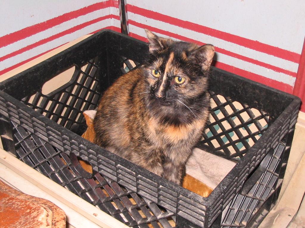 Enlarge Owl, a ADOPTABLE Domestic Short Hair in Brooklyn, NY image 1/3