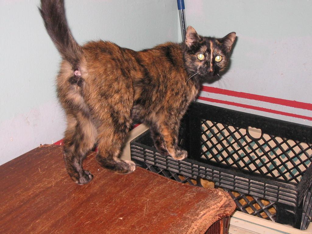 Enlarge Owl, a ADOPTABLE Domestic Short Hair in Brooklyn, NY image 2/3