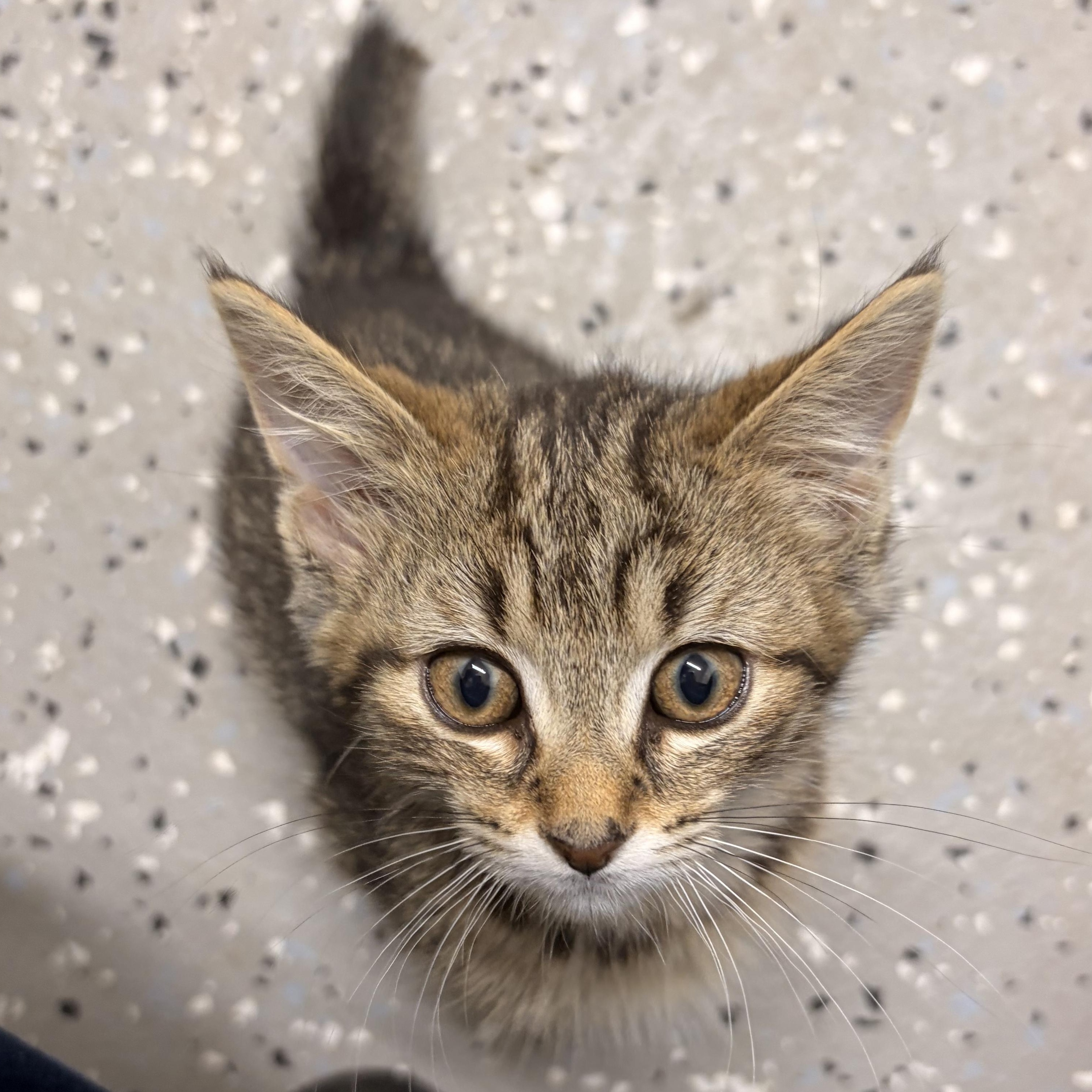 Nugs, a ADOPTABLE Domestic Short Hair in Bryan, OH image 3/4