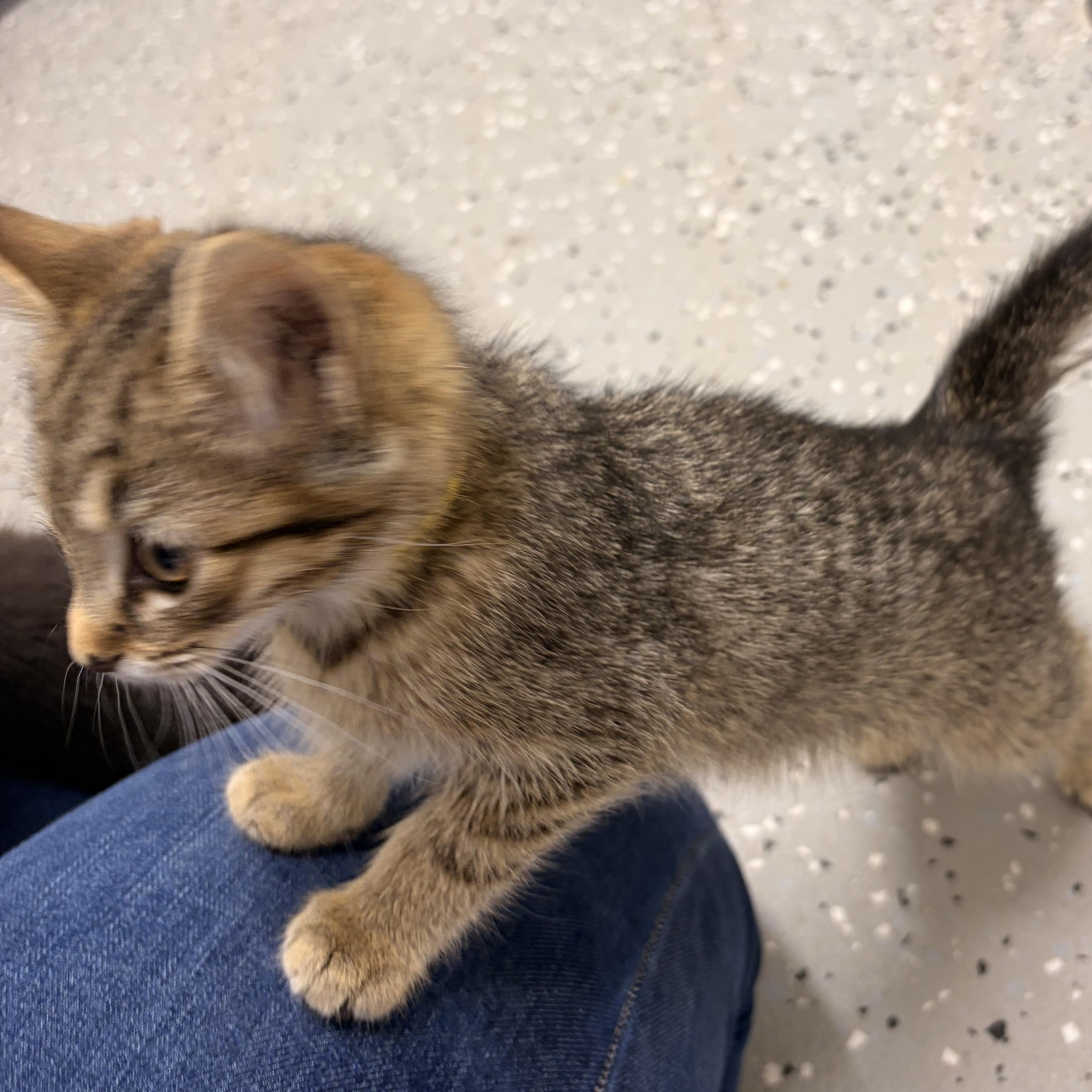 Nugs, a ADOPTABLE Domestic Short Hair in Bryan, OH image 4/4
