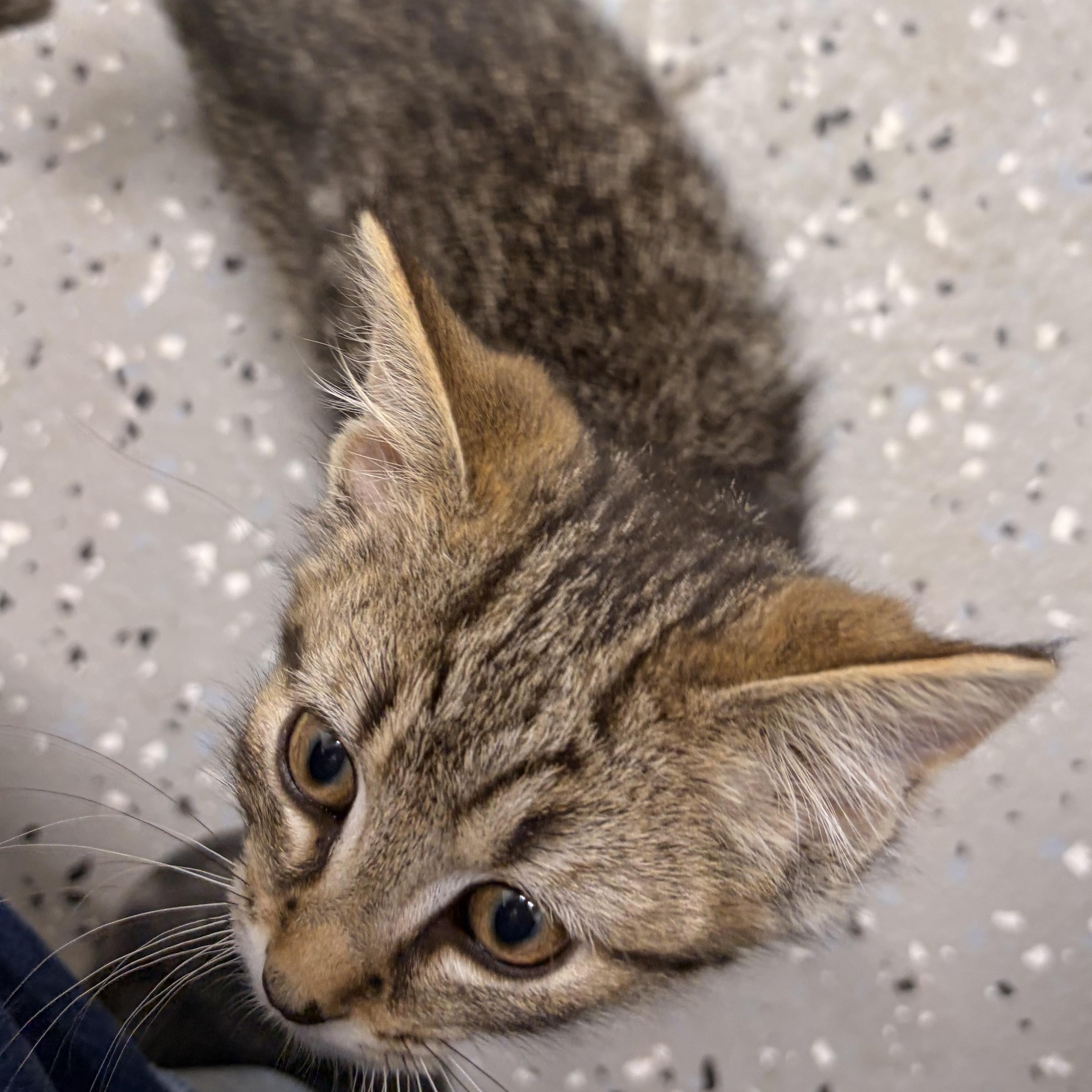Nugs, a ADOPTABLE Domestic Short Hair in Bryan, OH image 2/4