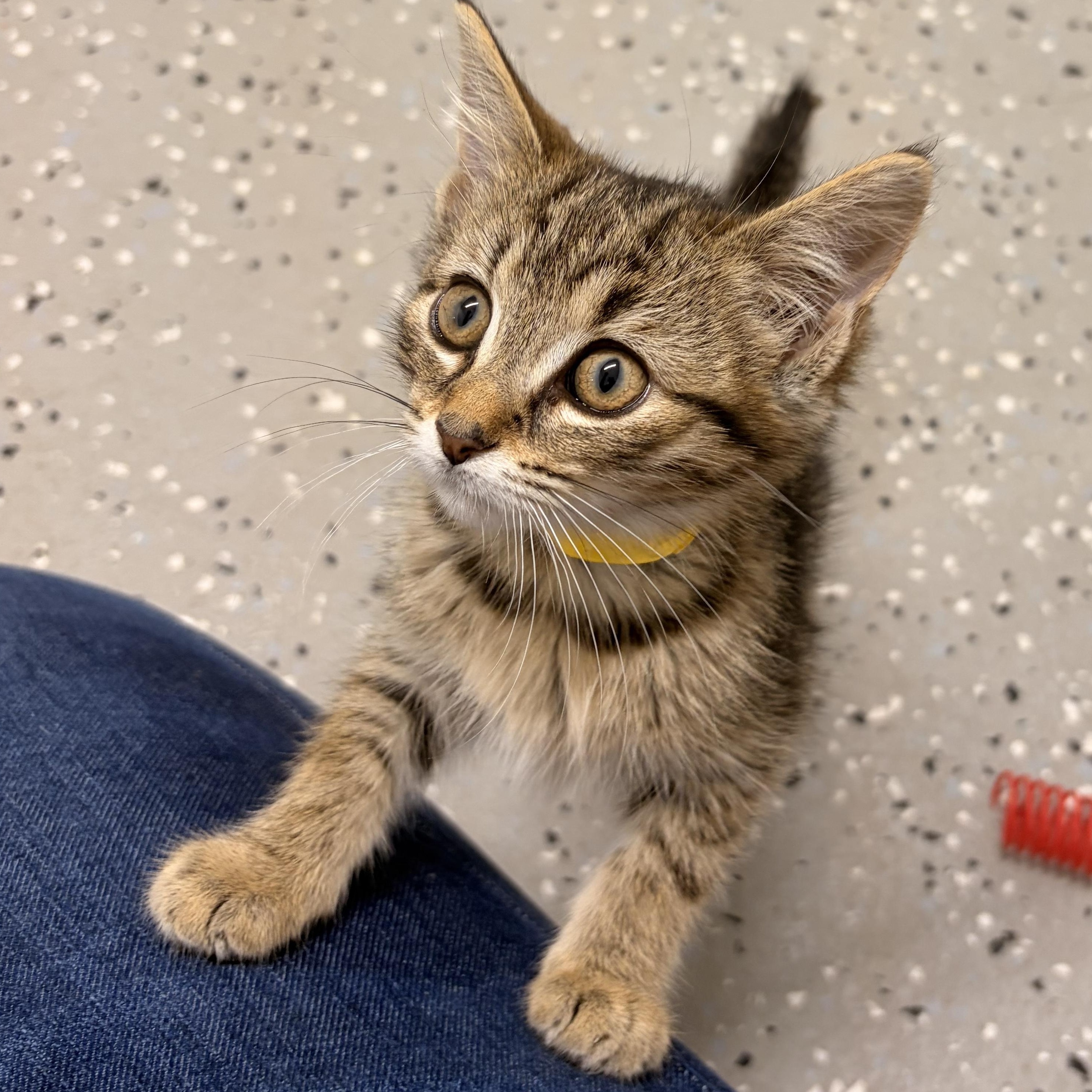 Nugs, ADOPTABLE, Kitten Female Domestic Short Hair.