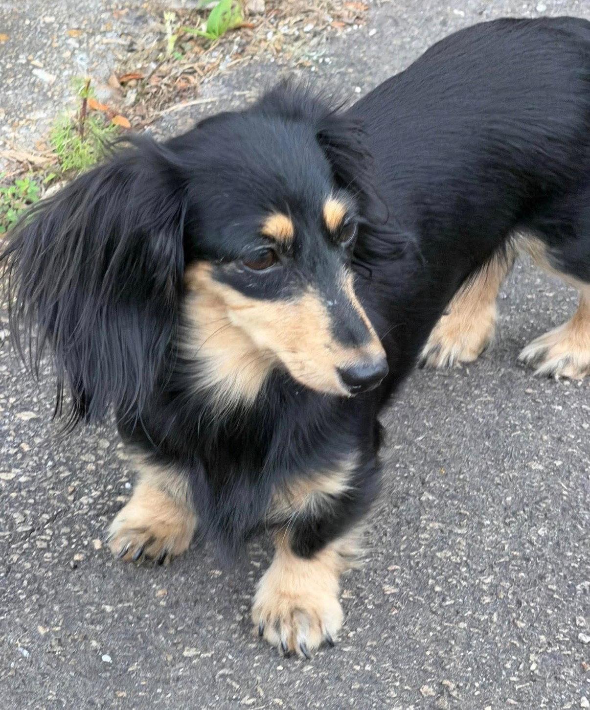 Enlarge Macy, a Adopted Dachshund in West Columbia, SC image 1/3