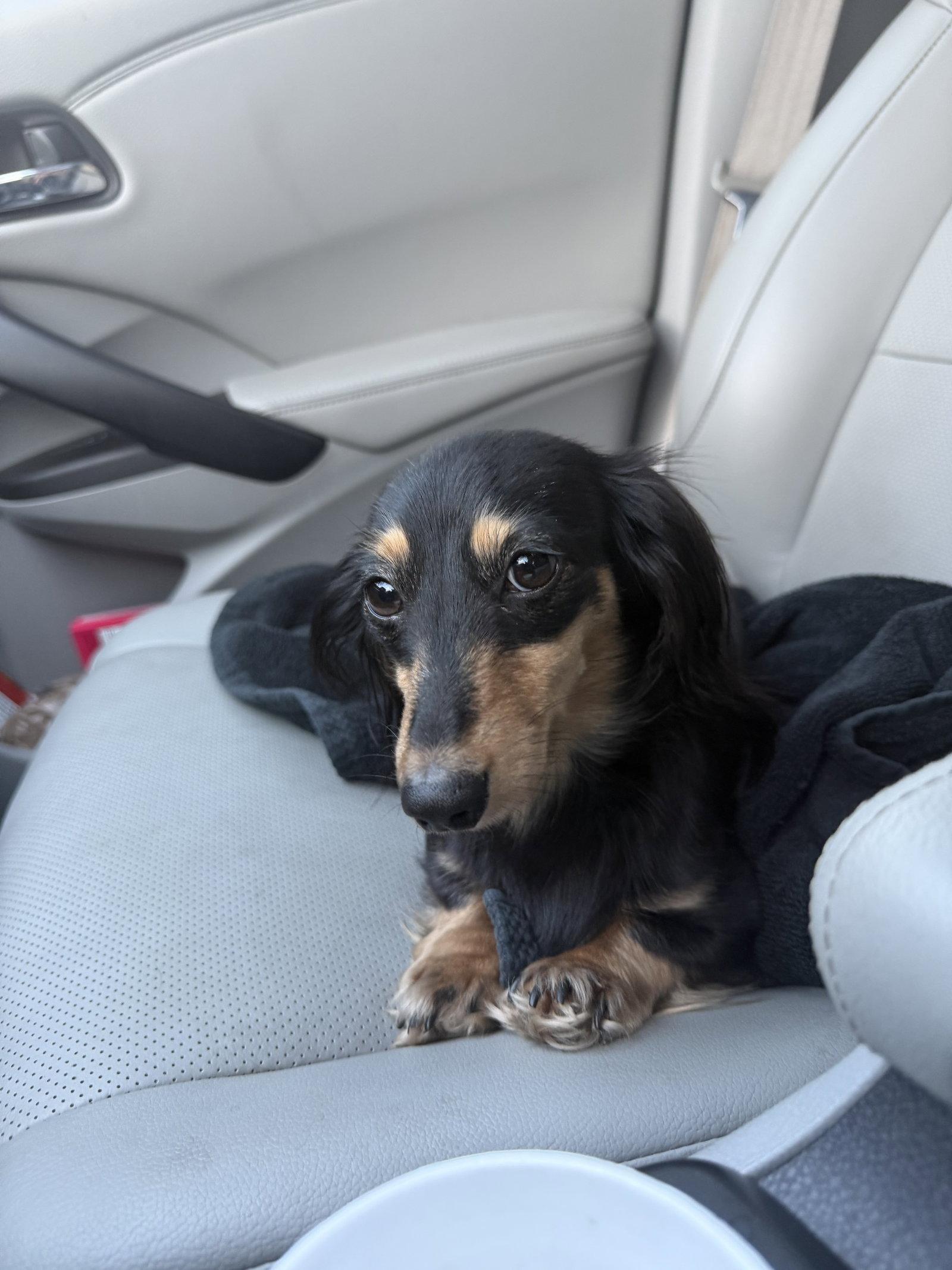 Enlarge Macy, a Adopted Dachshund in West Columbia, SC image 2/3
